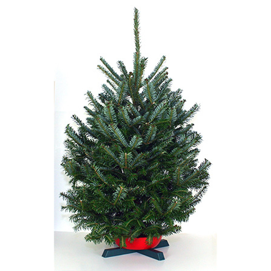 3-5-ft Fresh Fraser Fir Christmas Tree
