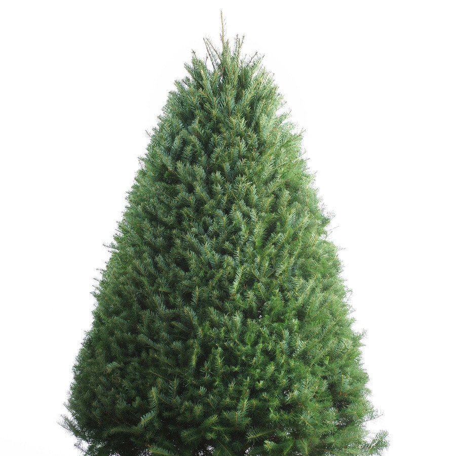 6-7-ft Fresh Douglas Fir Christmas Tree