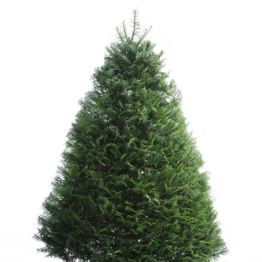 6-7-ft Fresh Grand Fir Christmas Tree