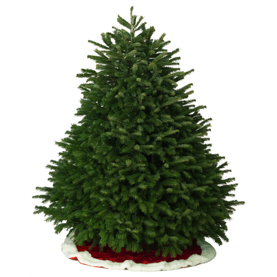 6-7-ft Fresh Nordmann Fir Christmas Tree