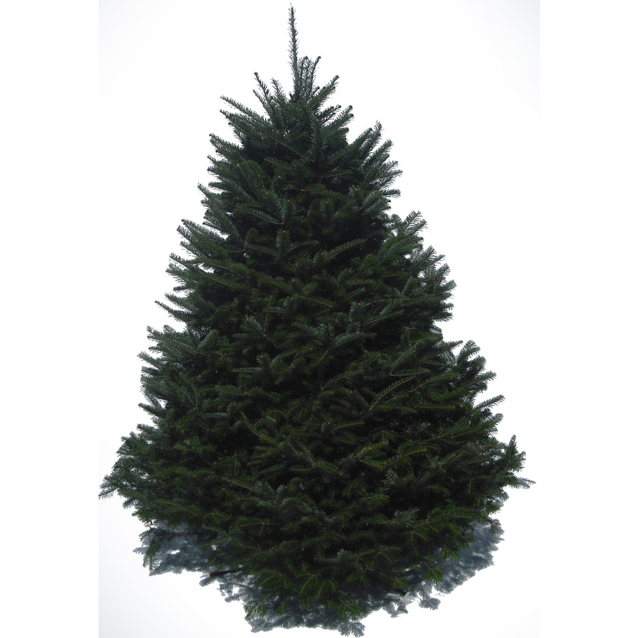 6-8-ft Fresh Balsam Fir Christmas Tree