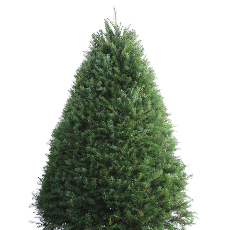 7-8-ft Fresh Douglas Fir Christmas Tree