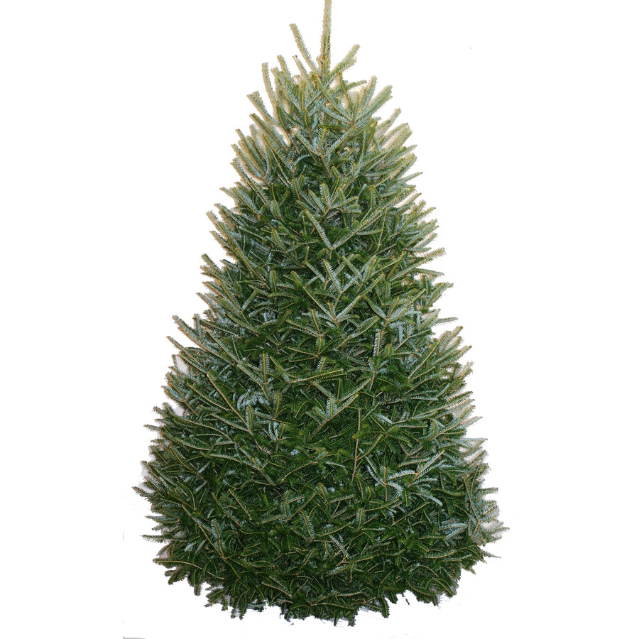 7-8-ft Fresh Fraser Fir Christmas Tree
