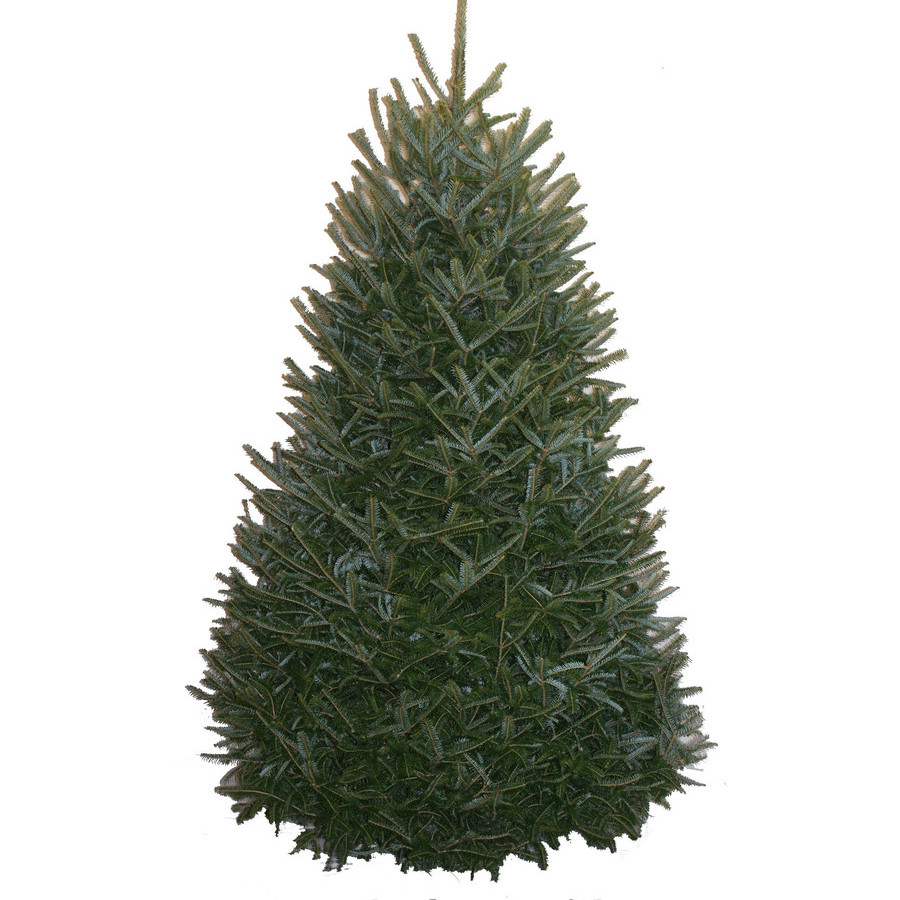 8-9-ft Fresh Fraser Fir Christmas Tree