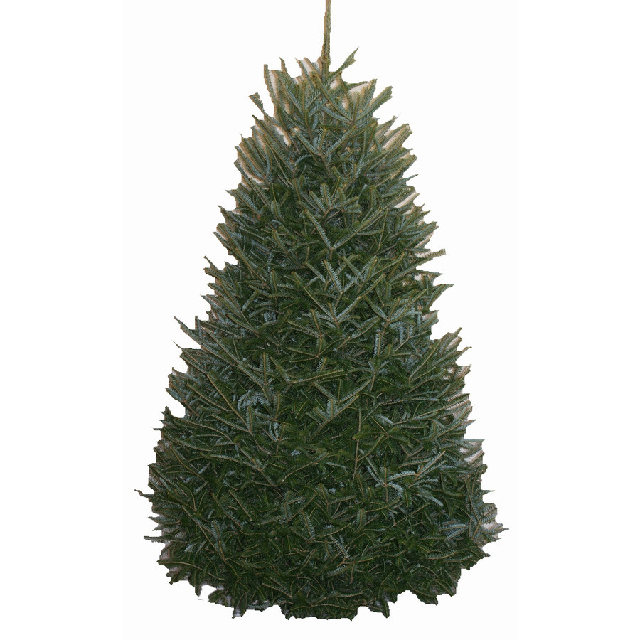 9-10-ft Fresh Fraser Fir Christmas Tree