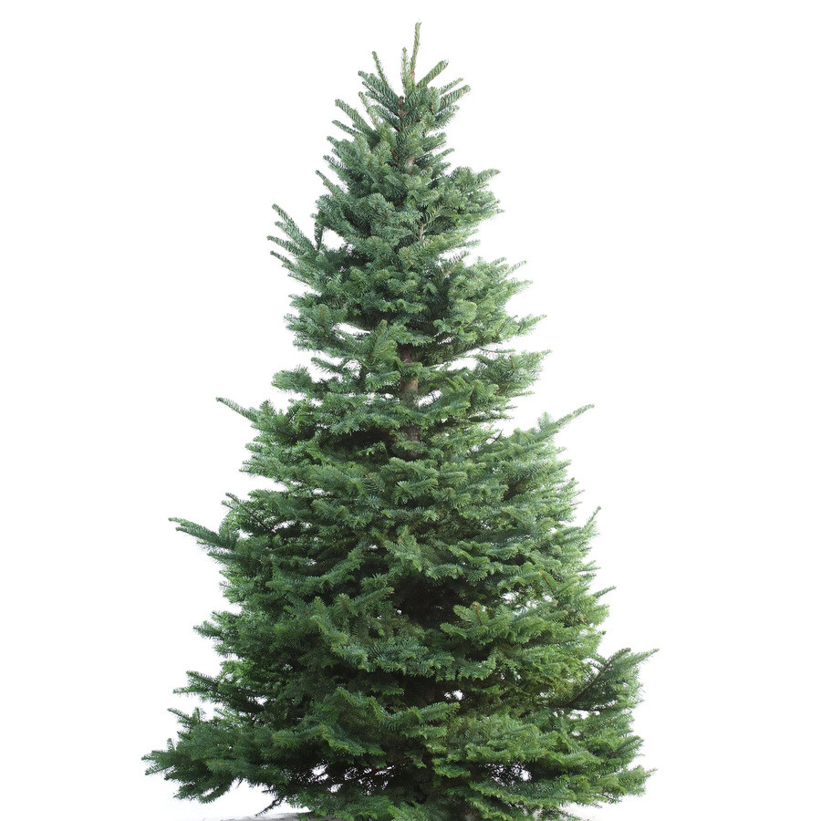 9-10-ft Fresh Noble Fir Christmas Tree