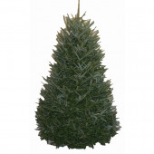 10-12-ft Fresh Fraser Fir Christmas Tree
