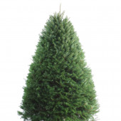 5-6-ft Fresh Douglas Fir Christmas Tree