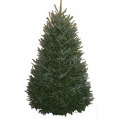 6-7-ft Fresh Fraser Fir Christmas Tree