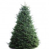 6-7-ft Fresh Noble Fir Christmas Tree
