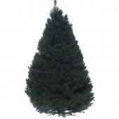 6-7-ft Fresh Scotch Pine Christmas Tree