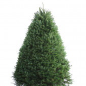 7-8-ft Fresh Douglas Fir Christmas Tree
