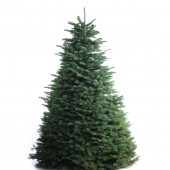 7-8-ft Fresh Noble Fir Christmas Tree