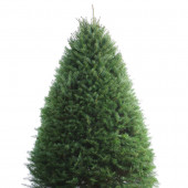 8-9-ft Fresh Douglas Fir Christmas Tree