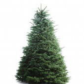 8-9-ft Fresh Noble Fir Christmas Tree
